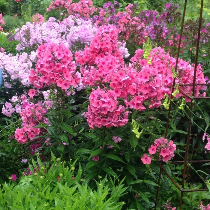 Phlox, First Editions® Coral Crème Drop™ Phlox