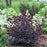 Cotinus coggygria 'NCCO1'  - Winecraft Black® Smokebush