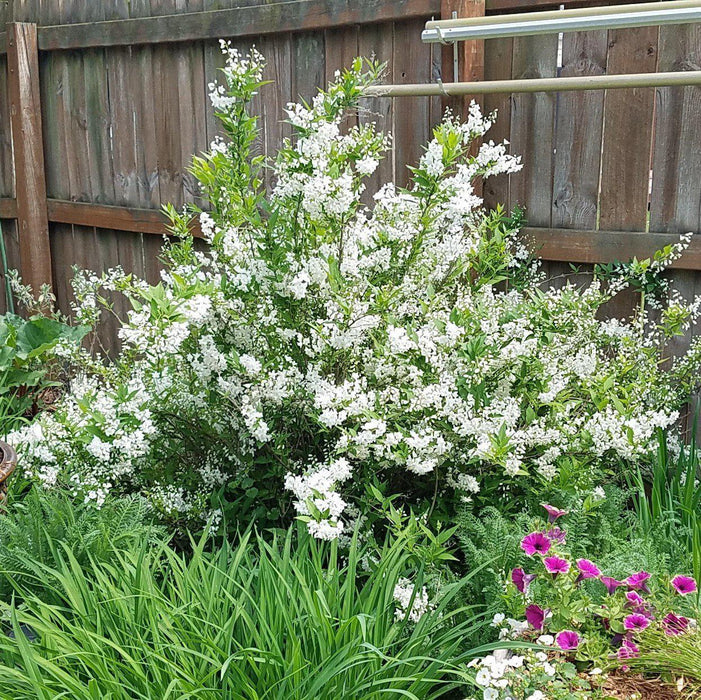 Deutzia gracilis 'Nikko' - Dwarf Nikko Deutzia
