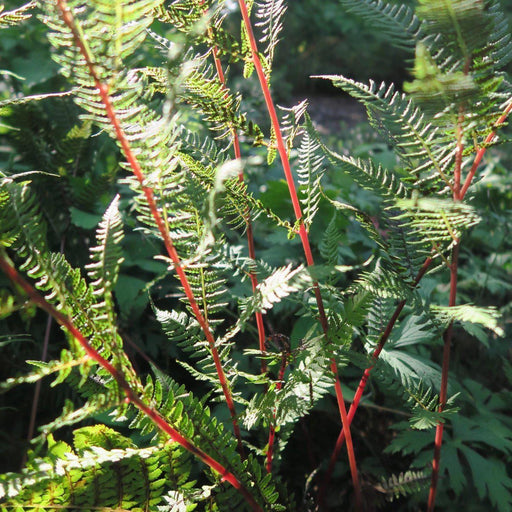 Fern, Lady in Red Fern, Northern Lady Fern