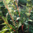 Fern, Lady in Red Fern, Northern Lady Fern
