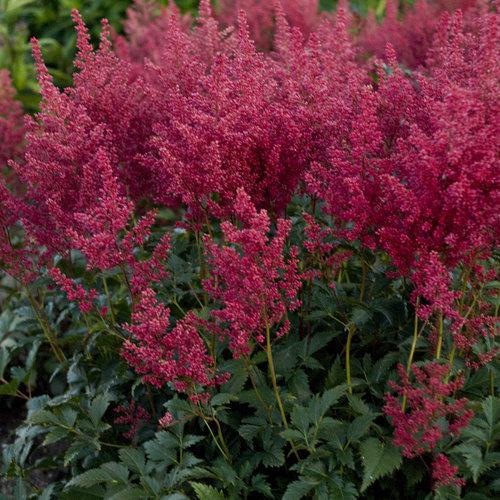 Astilbe japonica 'Montgomery'  - Montgomery Japanese Astilbe