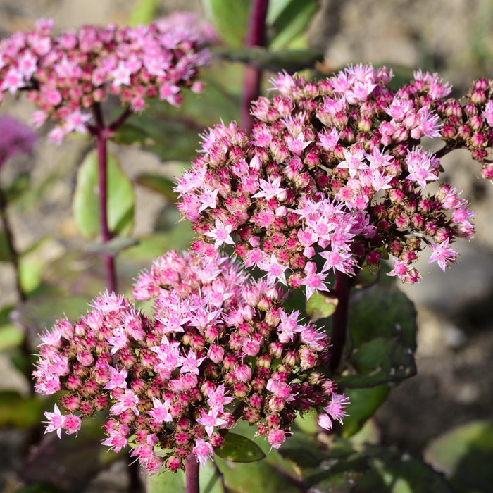 Sedum 'Lime Zinger'  - SunSparkler® Lime Zinger Sedum