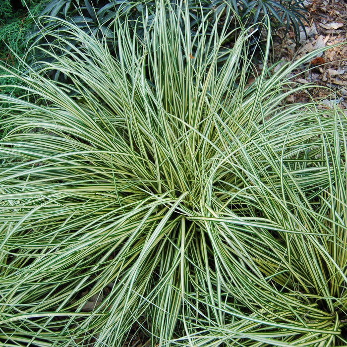 Carex oshimensis 'Evergold'  - Evergold Variegated Sedge