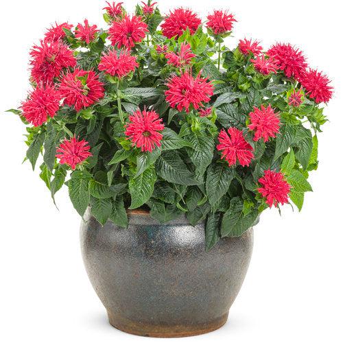 Bee Balm, Pardon My Cerise Bee Balm