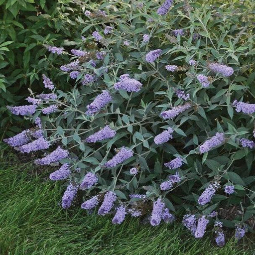 Butterfly Bush, MONARCH® Glass Slippers Butterfly Bush