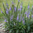 Veronica 'Ever After'  - PW® Magic Show® Ever After Veronica