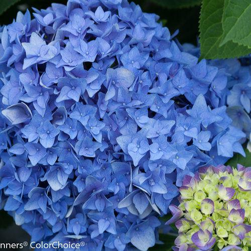 Hydrangea macrophylla 'SMHMES14'  - Let's Dance® Rhythmic Blue® Hydrangea