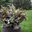 Fern, PW® Crested Japanese Painted Fern
