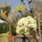 Viburnum, Allegheny Viburnum