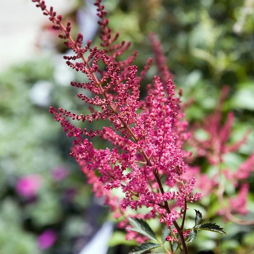 Astilbe, Fanal Astilbe — Mackey's