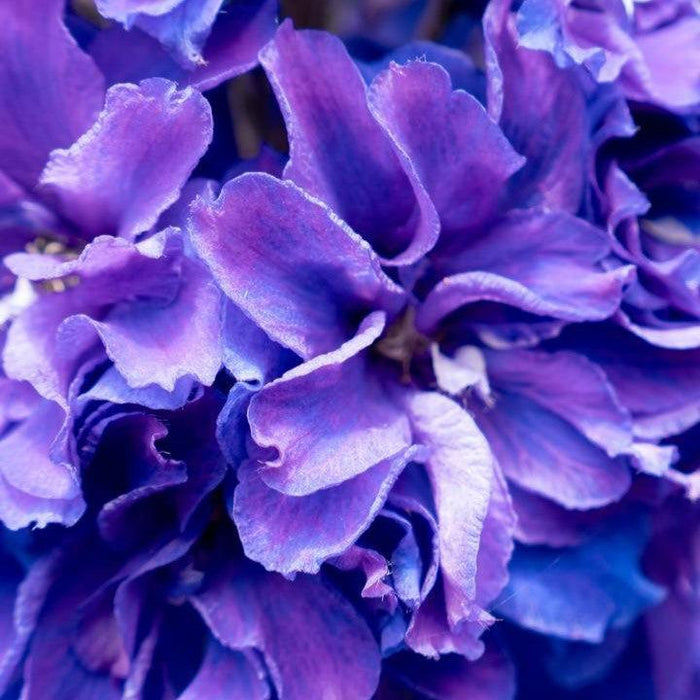 Delphinium, Laser Beam™ Delphinium