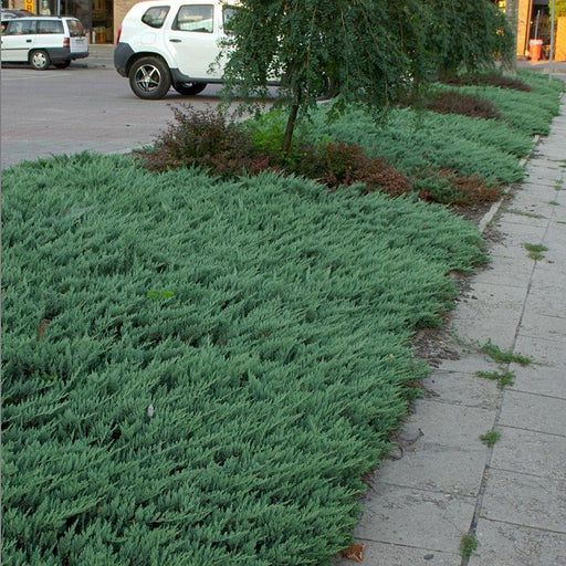 Juniperus horizontalis 'Blue Chip'  - Blue Chip Juniper