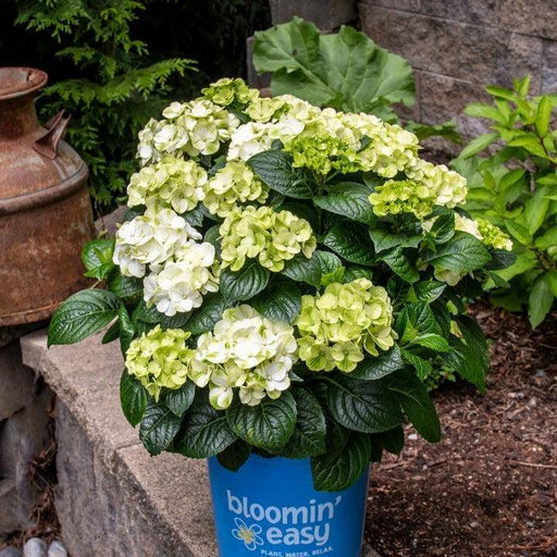 Hydrangea macrophylla 'Hokomagrito‘  - Bloomin' Easy® Grin and Tonic™ Hydrangea
