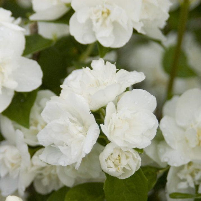 Philadelphus 'Snow White Fantasy'  - First Editions® Snow White™ Mockorange