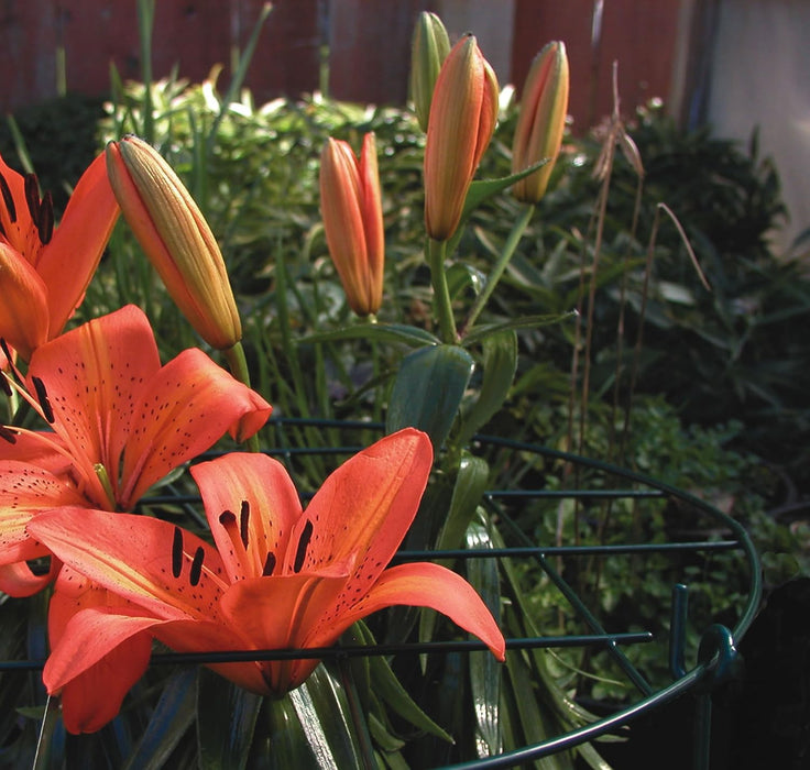 20" Grow Through Grid Flower Support w/ 30” legs