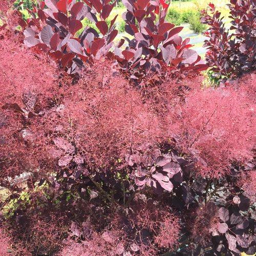 Cotinus coggygria 'NCCO1'  - Winecraft Black® Smokebush