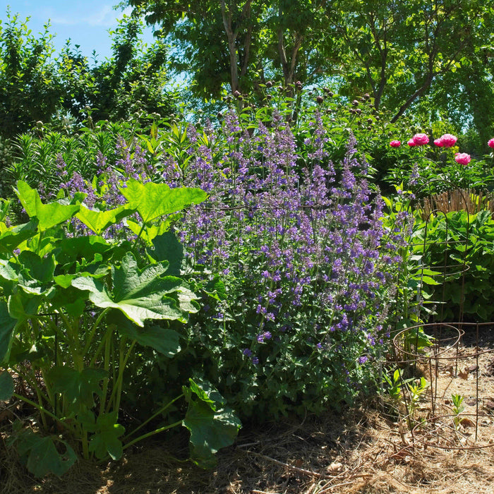 Catmint, Walker's Low Catmint