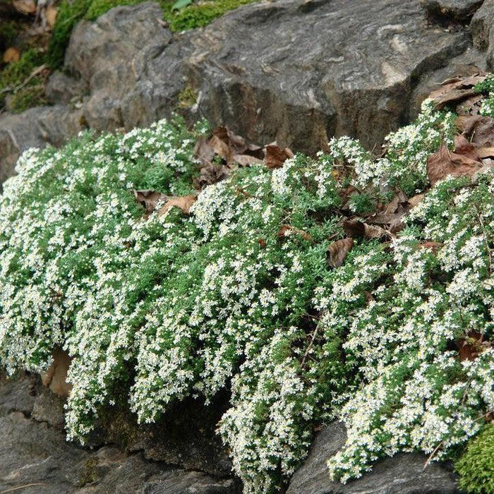 Aster, Snow Flurry White Heath Aster
