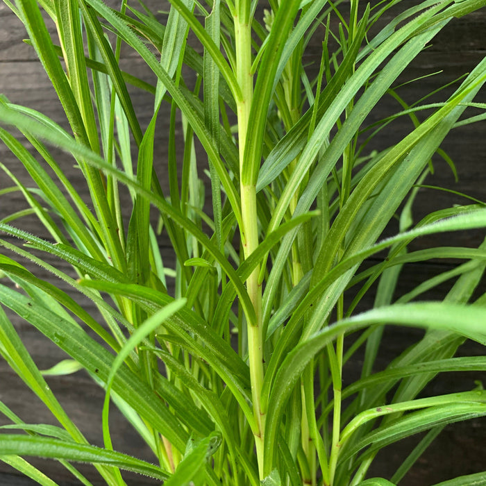 Gayfeather, Marsh Blazing Star, Gayfeather