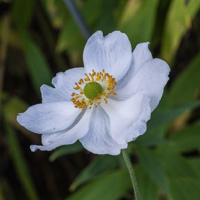 Anemone, Honorine Jobert Anemone