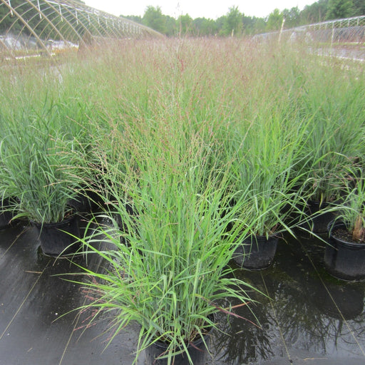 Grass, Purple Tears Switch Grass