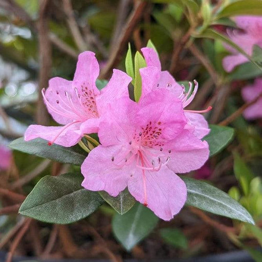 Rhododendron, Olga Mezitt Rhododendron