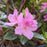 Rhododendron, Olga Mezitt Rhododendron