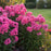 Phlox, First Editions® Coral Crème Drop™ Phlox