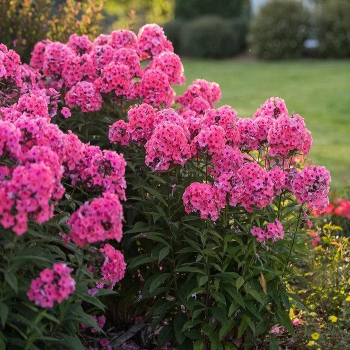 Phlox, First Editions® Coral Crème Drop™ Phlox