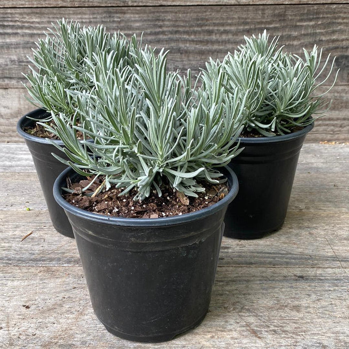 Lavender, Phenomenal® Lavender