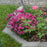 Dianthus, EverLast™ Burgundy Blush Dianthus