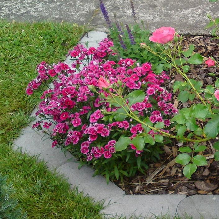 Dianthus, EverLast™ Burgundy Blush Dianthus