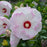 Hibiscus 'Ballet Slippers'  - Summerific® Ballet Slippers Hibiscus