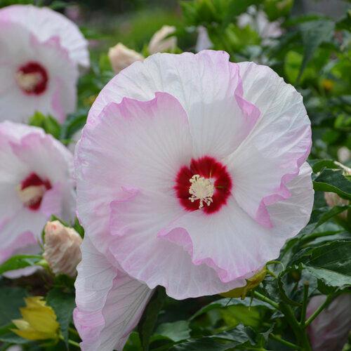 Hibiscus 'Ballet Slippers'  - Summerific® Ballet Slippers Hibiscus
