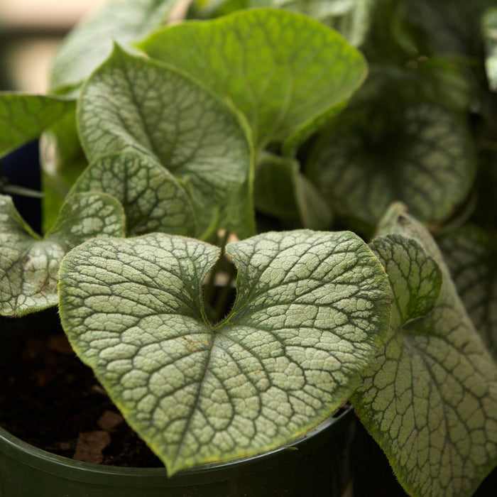 Brunnera macrophylla 'Jack Frost'  - Jack Frost Siberian Bugloss