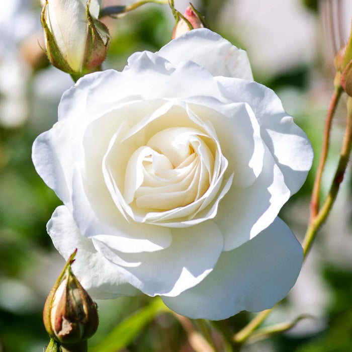 Rosa 'Korbin'  - Iceberg Rose
