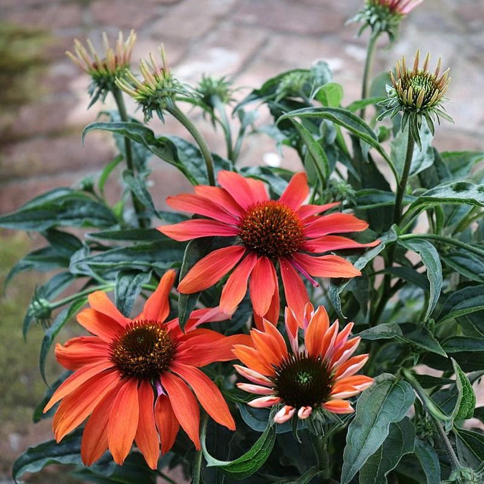 Echinacea x 'Cheyenne Spirit'  - Cheyenne Spirit Echinacea, Coneflower