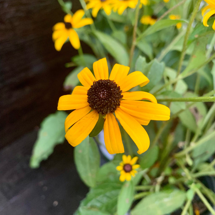 Black Eyed Susan, Goldsturm Black-Eyed Susan