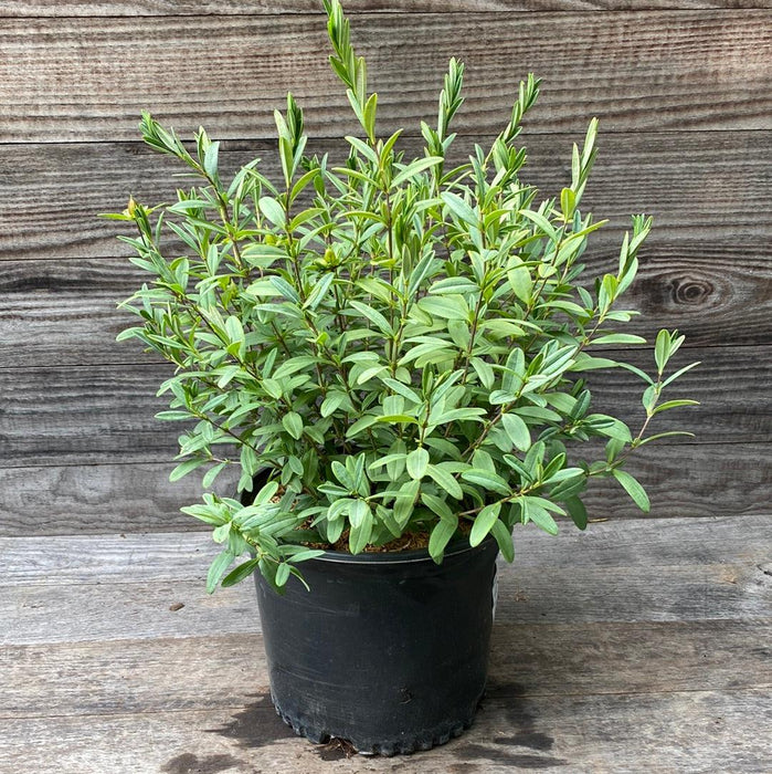 Hypericum frondosum 'Sunburst'  - Sunburst St. John's Wort