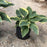 Hosta 'First Frost'  - First Frost Hosta