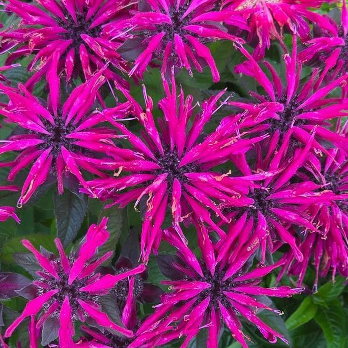 Bee Balm, PW® Leading Lady Pink Bee Balm