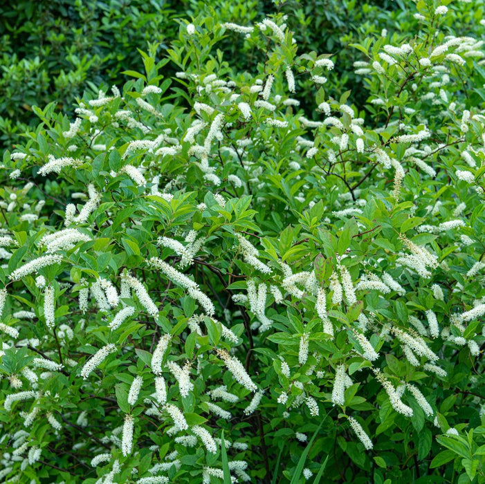 Itea virginica 'Bailteaone'  - First Editions® Love Child® Sweetspire