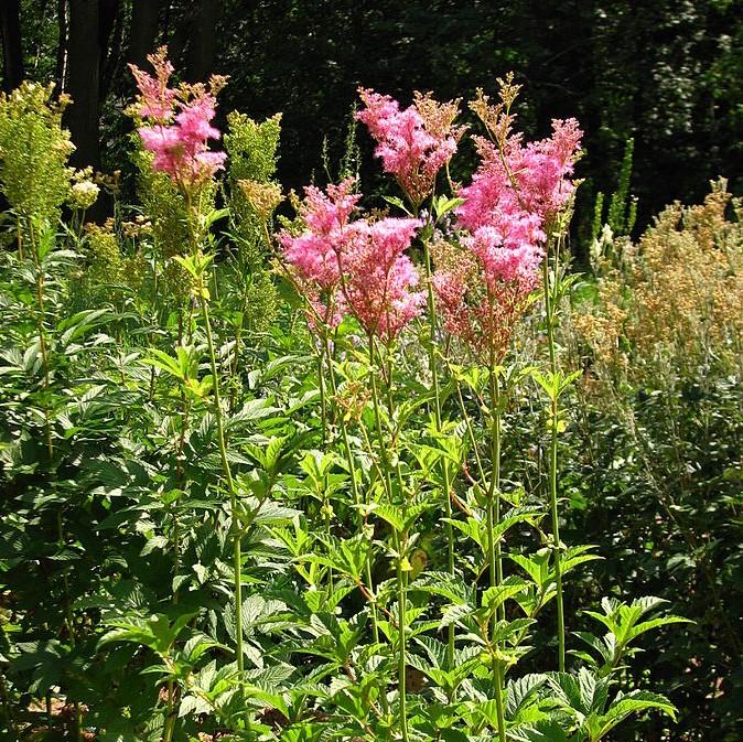 Filipendula rubra 'Venusta'  - Venusta Queen of the Prairie