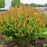 Baptisia, Decadence® Cherries Jubilee Baptisia