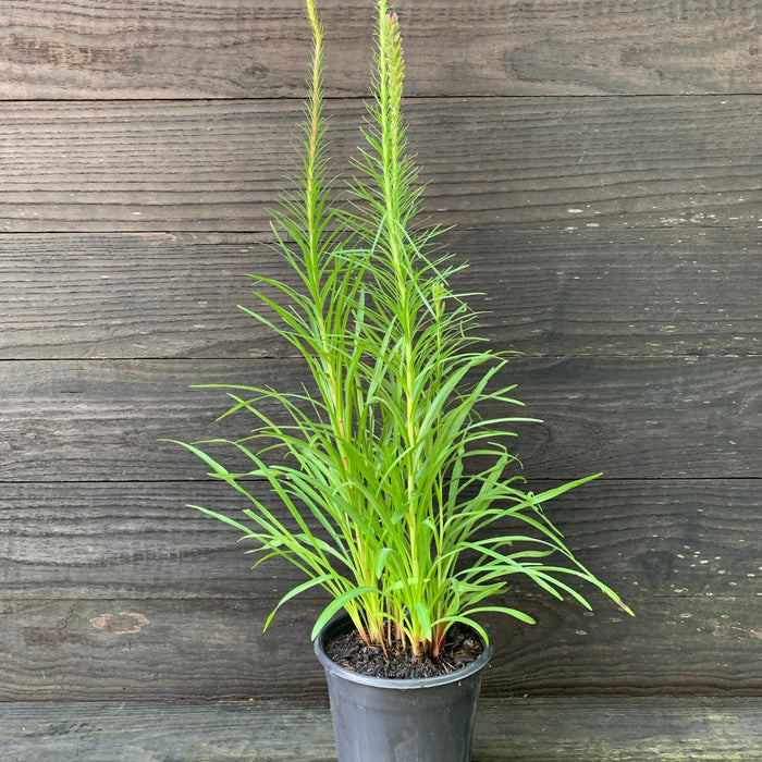 Gayfeather, Marsh Blazing Star, Gayfeather