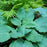Hosta 'Diamond Lake' PP30769  - PW® Shadowland® Diamond Lake Hosta