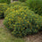 Hypericum kalmianum 'PIIHYP-I'  - First Editions® Cobalt-n-Gold™ St. John's Wort