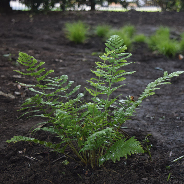 Fern, Eastern Wood Fern, Leatherwood Fern