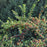 Cotoneaster apiculatus  - Cranberry Cotoneaster